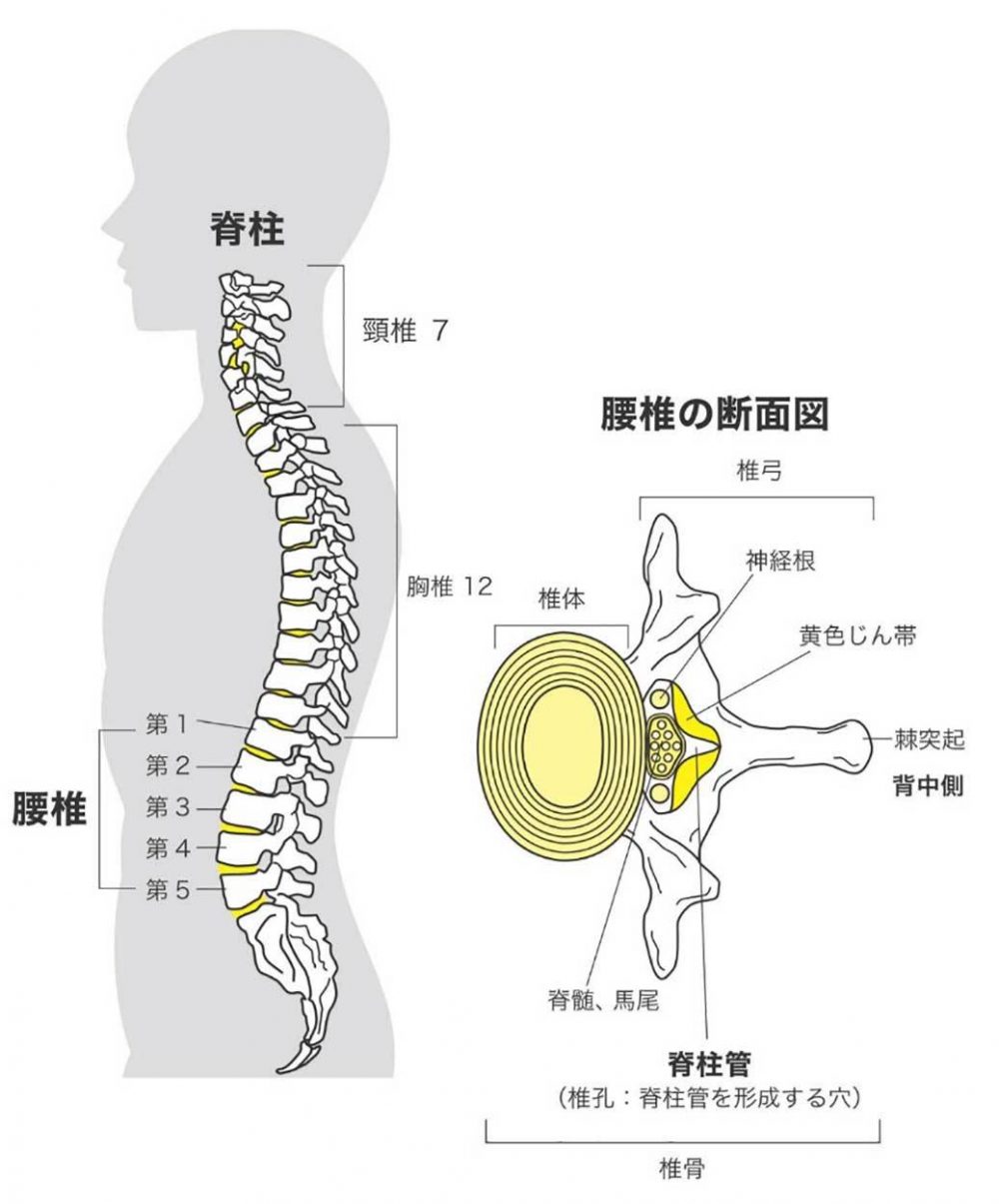 の 痛み 背中 すい臓が痛い・背中の痛みはすい臓が悪い？